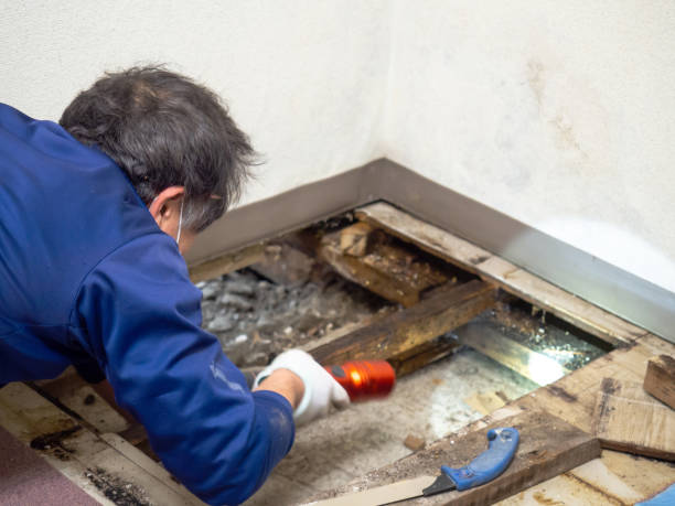 Best Commercial Mold Removal  in Lincoln Park, NY