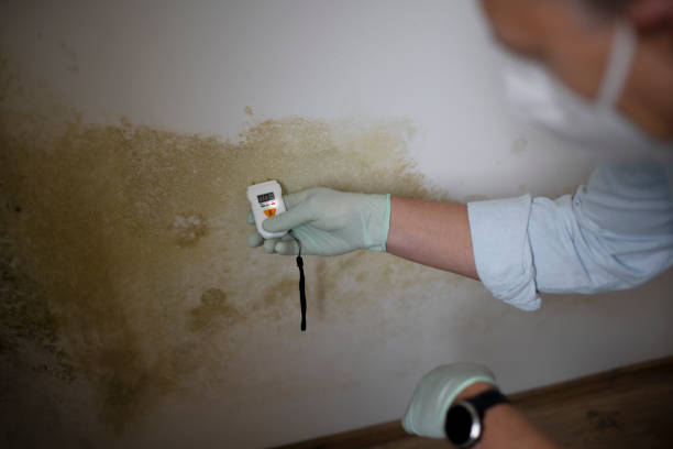 Home Mold Removal in Lincoln Park, NY