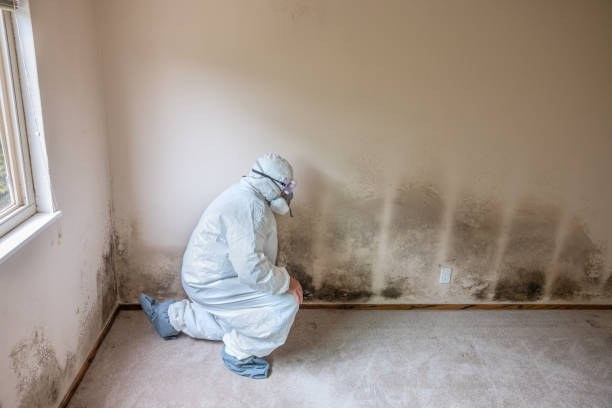 Lincoln Park, NY Mold Removal Company