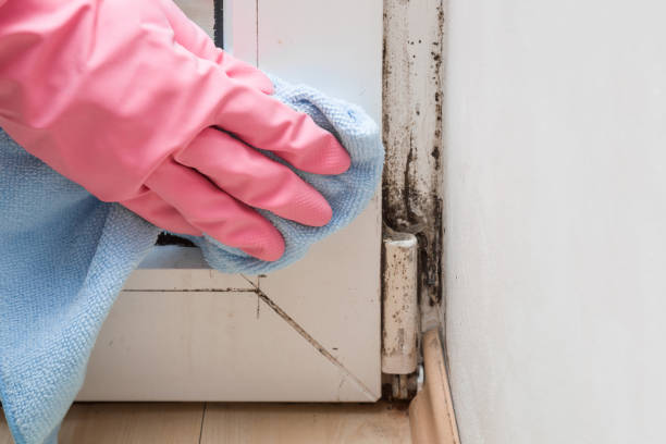 Best Residential Mold Removal  in Lincoln Park, NY